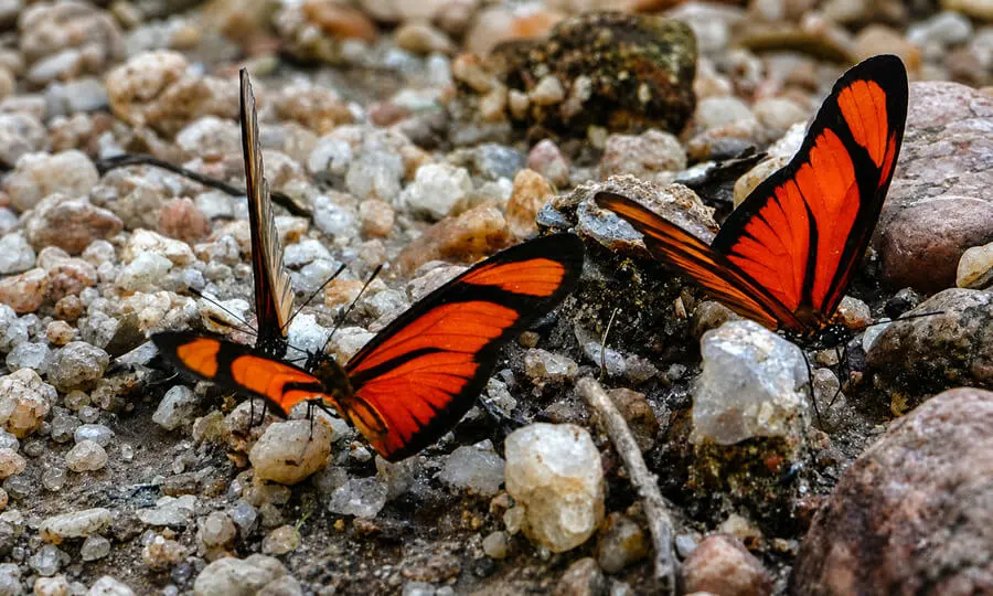 Wildlife in the project area