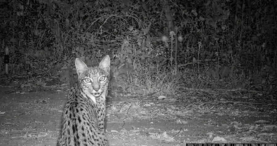 Wildlife in the project area